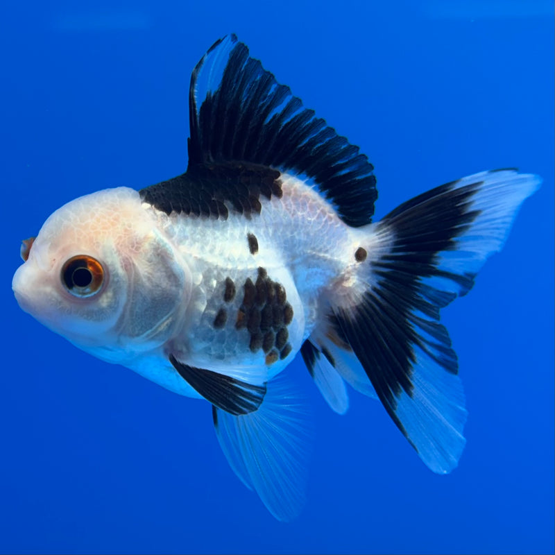 Thai Oranda Panda/Tri-Color 2” Body Female(CK-1008)R3B16