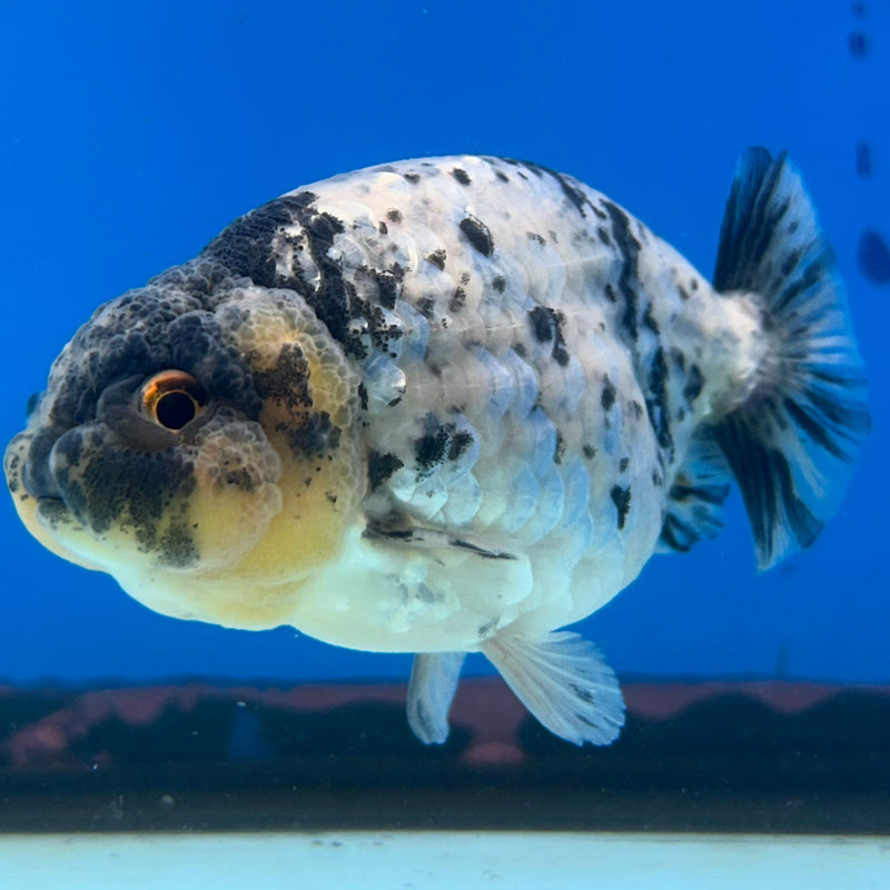 Premium Fancy Goldfish Ranchu White Tiger 3.5” Body (JCD-197)R2C05