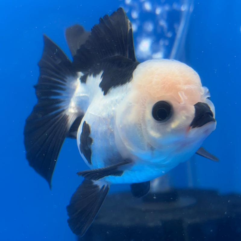 Thai Oranda Panda 3” Body Male(CK-1383)R1B10