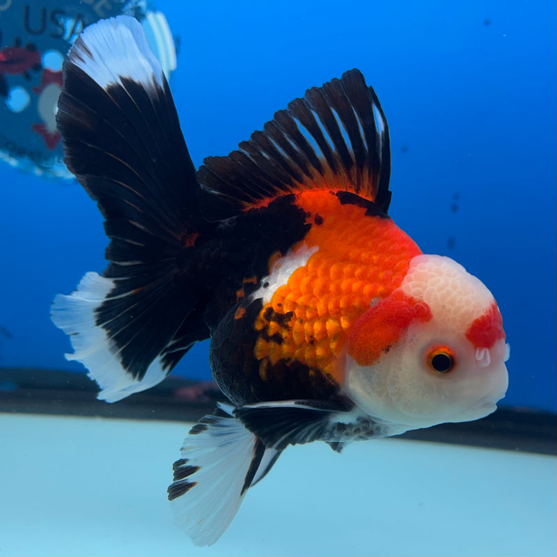 Thai Oranda Apache 3” Body Male(QGF-CK-1070)SHOWTANK