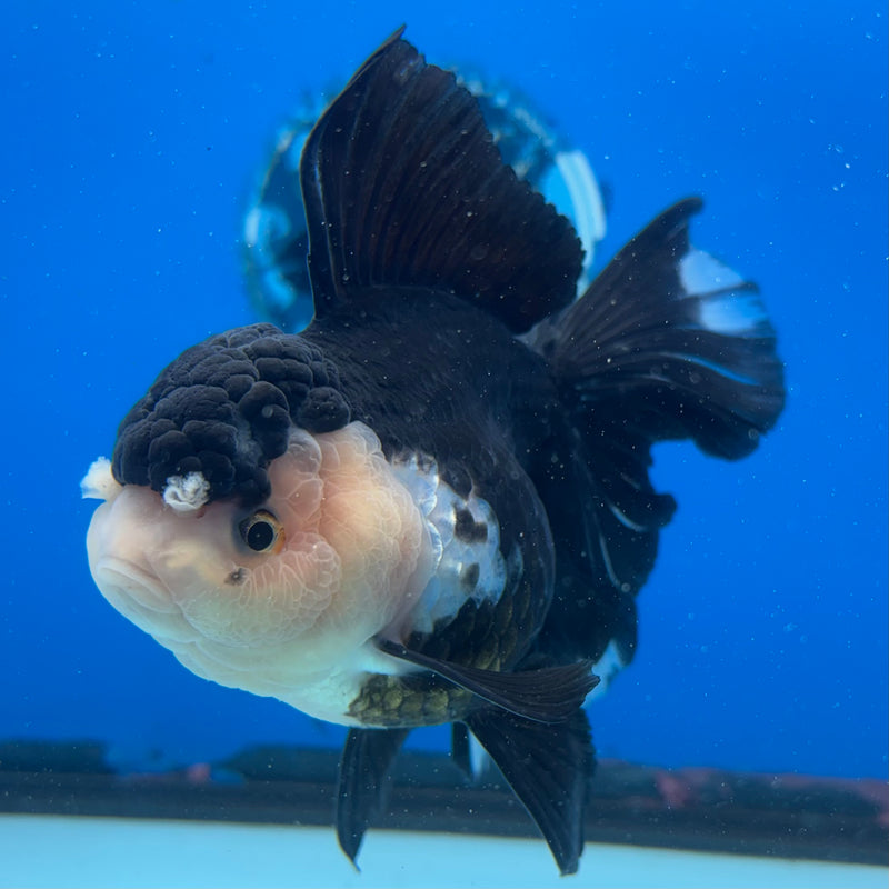Thai Oranda Panda 3.5” Body Female(CK-1504)R2A03