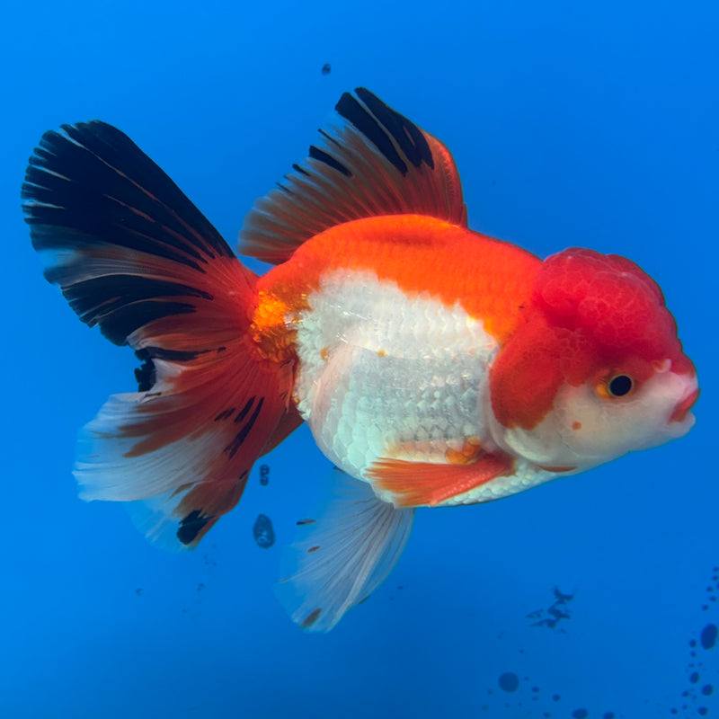 Thai Oranda Tri-Color 3.5” Body Male(QGF-CK-1090)SHOWTANK