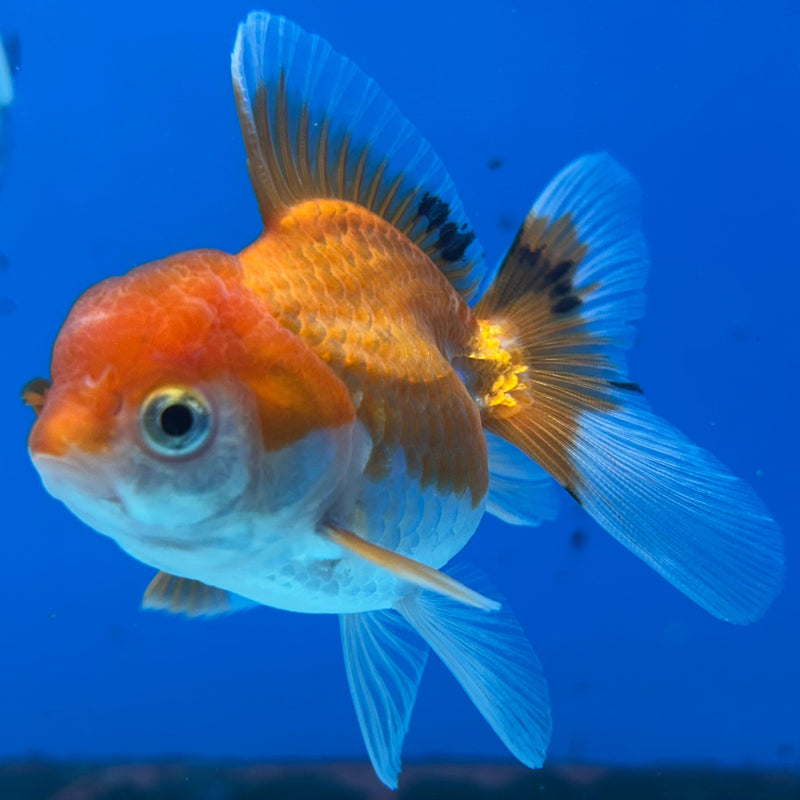 Thai Orange Oranda 2” Body Female (JCD-214)R4B01