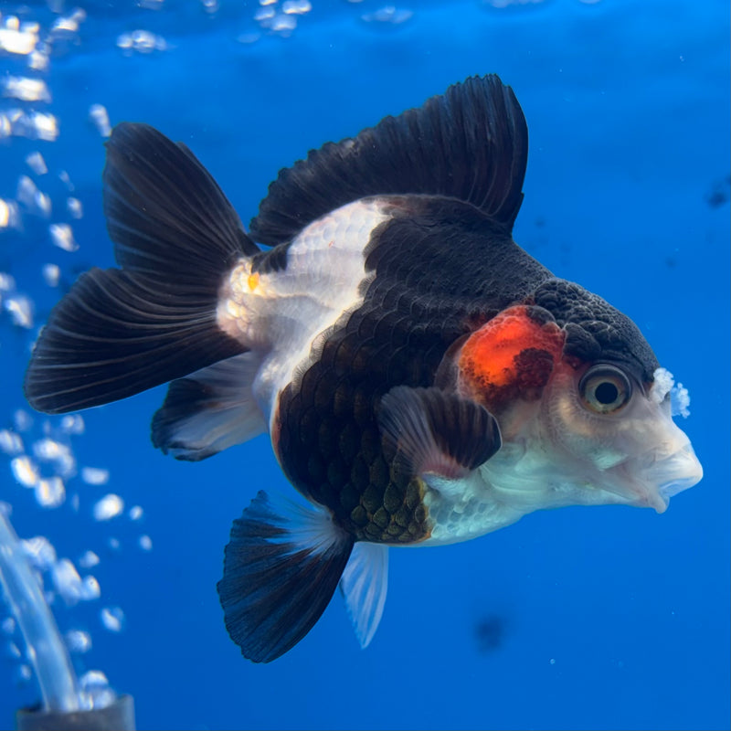 Thai Oranda NOK Tri-Color 2.5” Body Female(NOK-CK-1191)R3B14