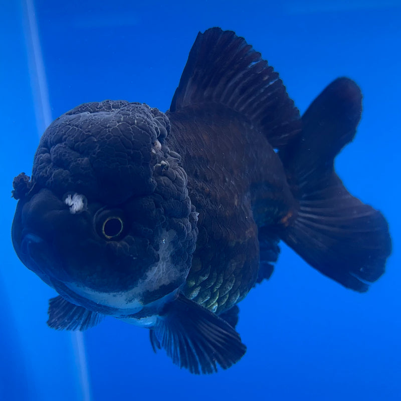 Thai Oranda JUMBO Panda 4” Body Female(QGF-CK-1338)BLUETUB1