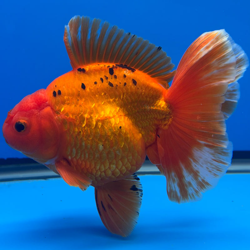 Thai Oranda JUMBO Spotted Full Red 4.5” Body Male(QGF-CK-1321)BLUETUB1