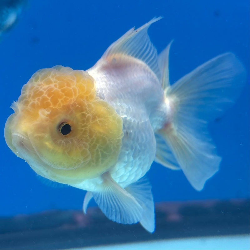 Thai Oranda Lemon Head White 2.5" Male (CK-1526)R3B13