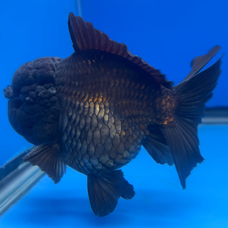 Thai Oranda JUMBO Full Black/Panda 4” Body Male(QGF-CK-1344)BLUETUB1