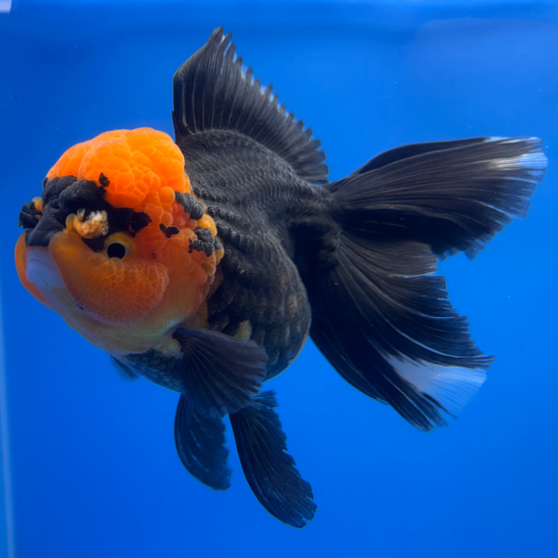 Thai Oranda Apache 3” Body Female(CK-1230)R1B08