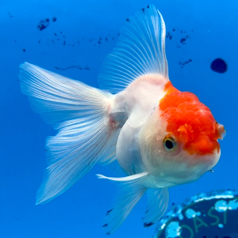 Thai Oranda White/Red Cap 2.5” Body Female(CK-1120)R3A16