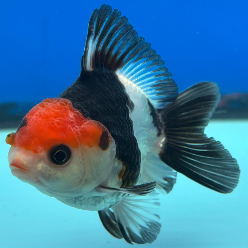 Thai Oranda NOK Tri-Color 2.5” Body Male(NOK-CK-1184)R3B15