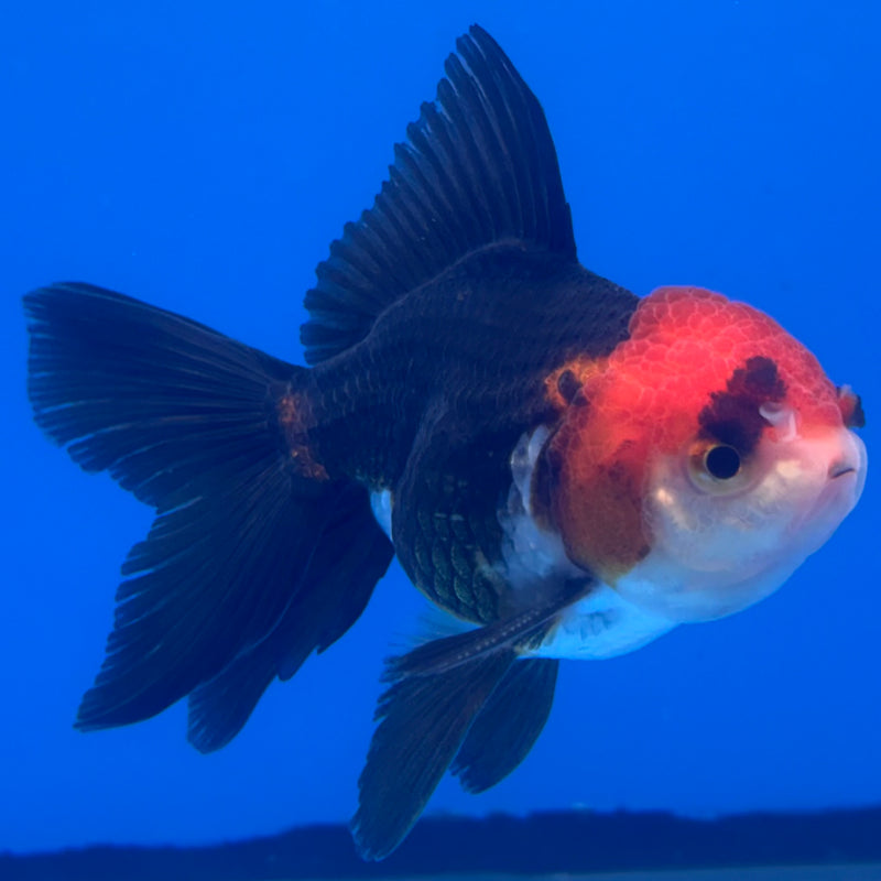 Thai Oranda Apache 2.5” Body Male(CK-1259)R3B11