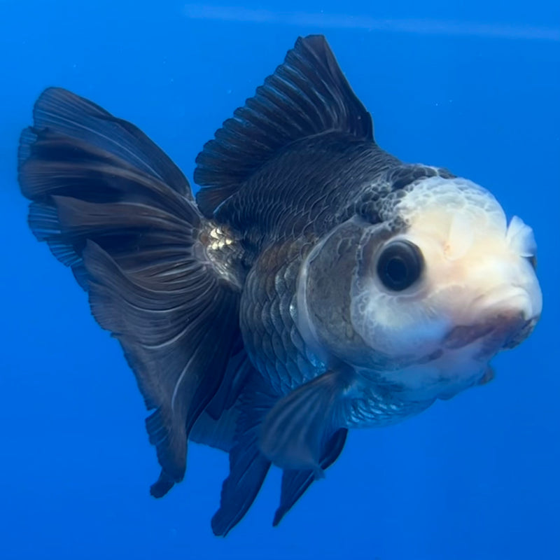 Thai Oranda Panda 3” Body Male(CK-781)R3A15