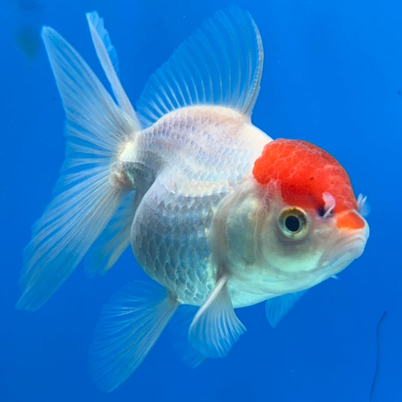 Thai Red-Cap Oranda 2.5”Body Female (JCD-174)R3B16