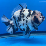 Thai Oranda Tri-Color Tiger 4.5" Male(NKT-CK-1572)BLUETUB-B