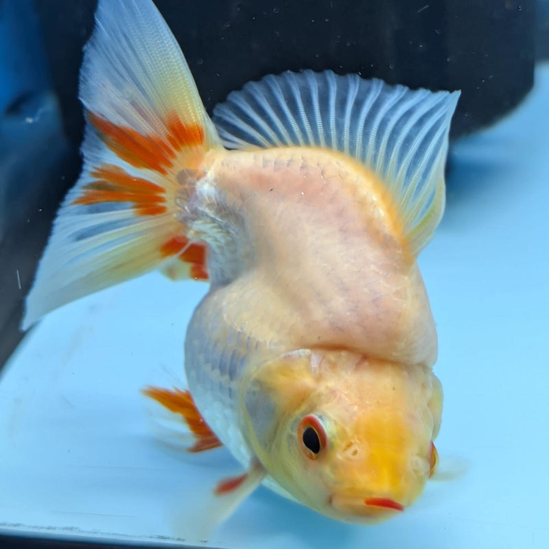 (KP-234) Red & White Thai Ryukin 2.5''  Female Show Quality R3B09