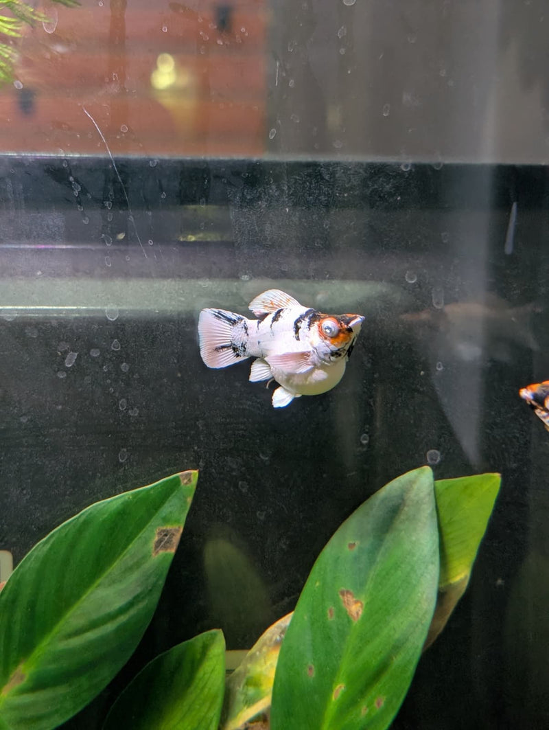High Grade Red Head Balloon Molly (Poecilia sphenops)