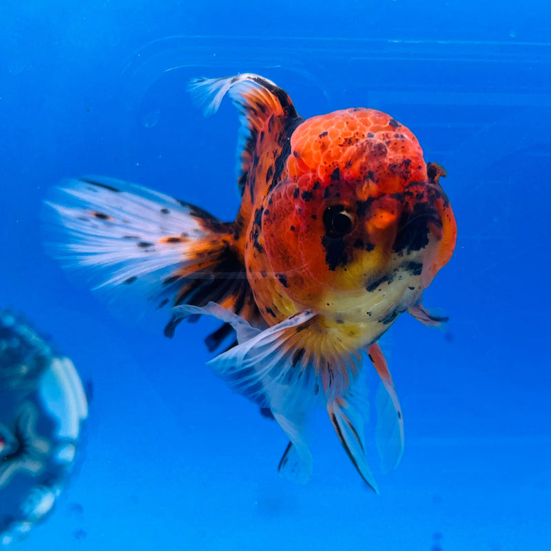 (KP-219) Thai Fancy Tiger Calico Oranda 3'' Male R3B23