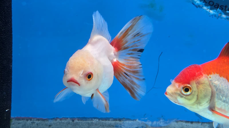 Thai Lemon Head Orchid Tail Medium Breed Female 2.50 inch Body (NNN-3002)R3B15