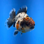 (KP-258) SHOGUN 2.5'' Calico Oranda (TUB15)