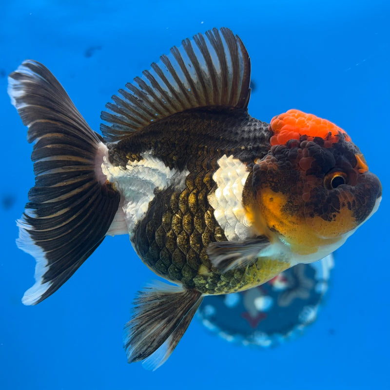 Thai Oranda Tri-Color/Apache RARE FIND 3.5” Body Female(CK-924)R1BLUETUB4