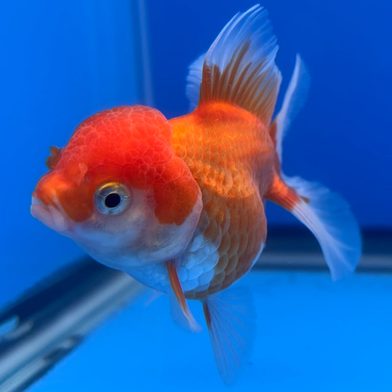 Thai Oranda Red/White 2.5” Body Female(CK-1265)R3B13