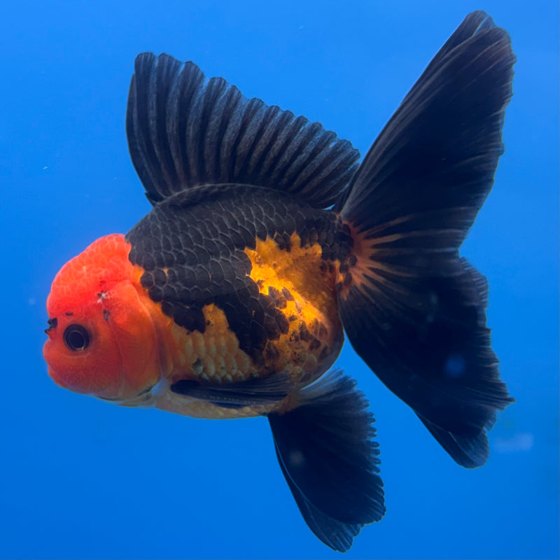 Thai Oranda Apache 3” Body Male(CK-689)R1A07