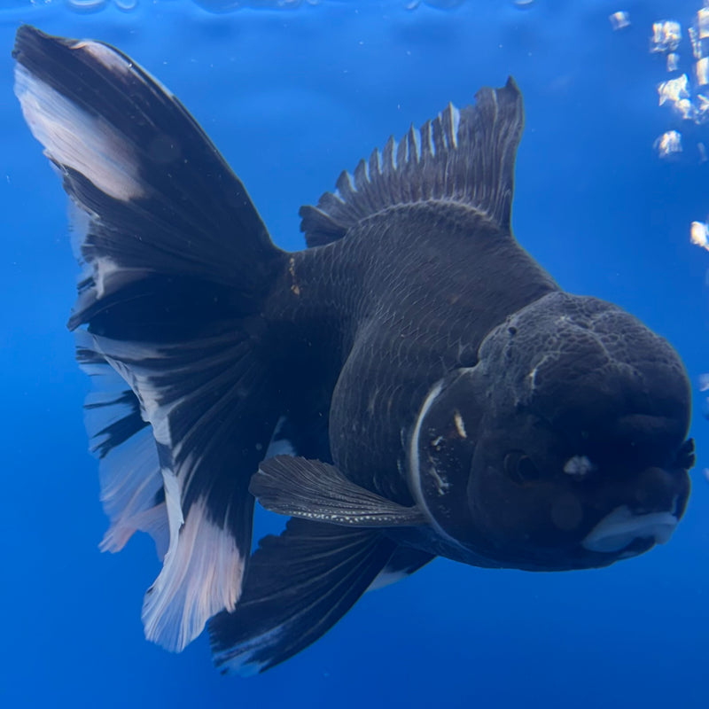 Thai Oranda JUMBO Panda 4.5” Body Male(QGF-CK-1333)BLUETUB1