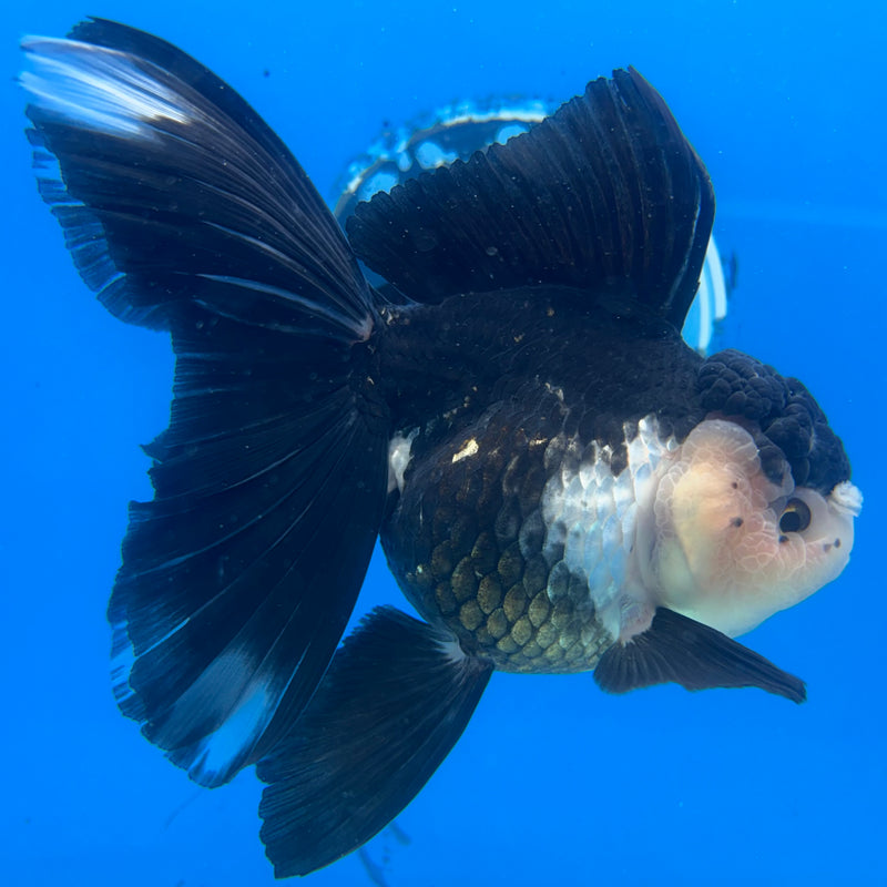 Thai Oranda Panda 3.5” Body Female(CK-1504)R2A03