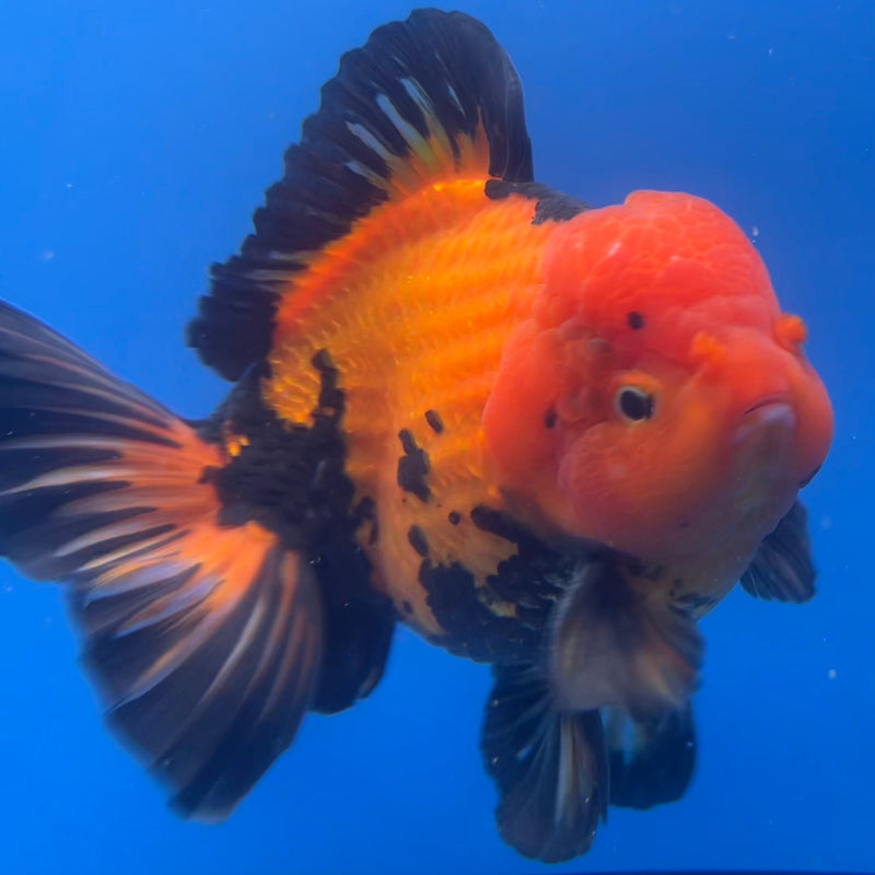 Thai Oranda JUMBO Apache 6” Body Male(CRP-CK-647)R1BLUETUB2