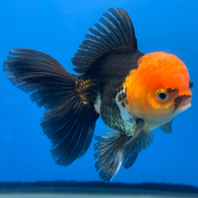 Thai Oranda Apache 2.5” Body Male(CK-673)R1B10