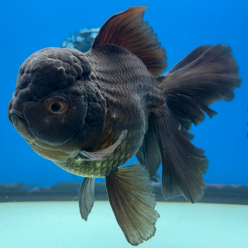 Thai Oranda Full Black Butterfly Tail 4.5” Body Male(CK-928)R1BLUETUB4