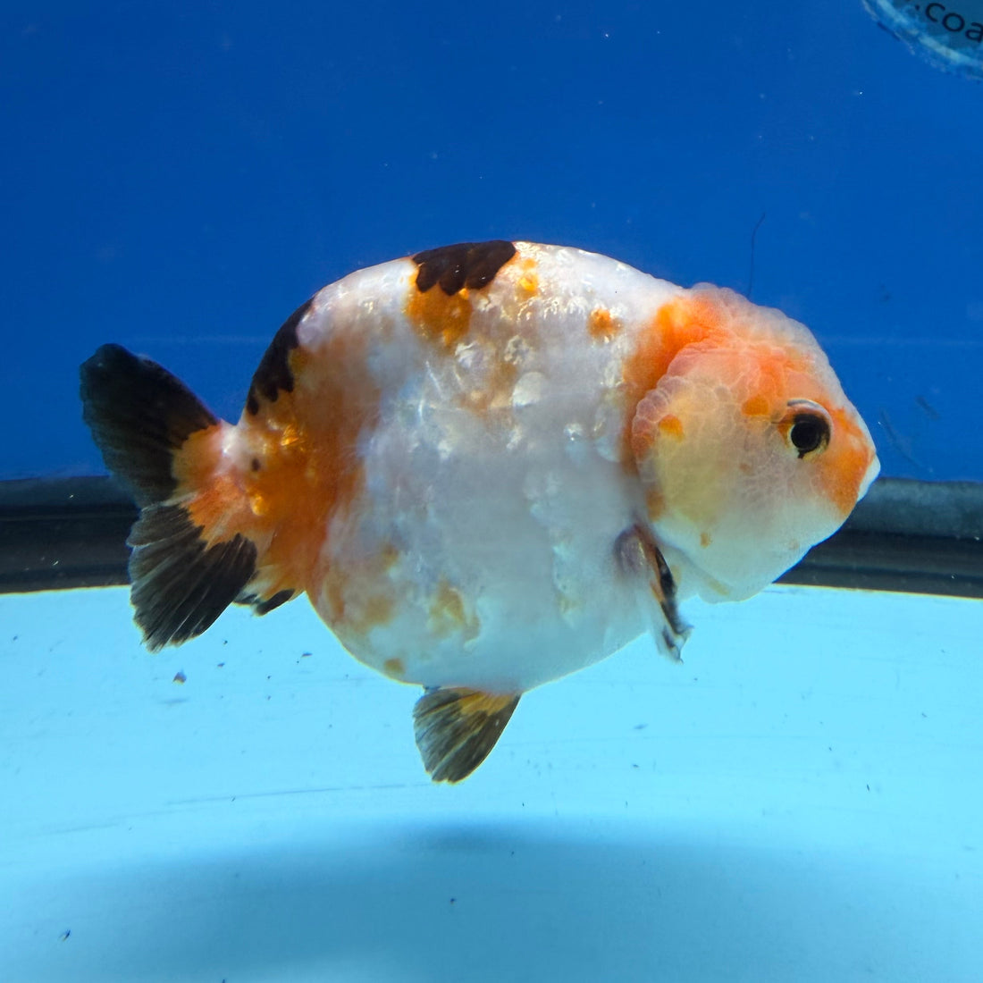 Chinese Ranchu Tri-Color Sakura 3.5in Female (FEB-309)BLUETUBC