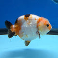 Chinese Ranchu Tri-Color Sakura 3.5in Female (FEB-309)BLUETUBC