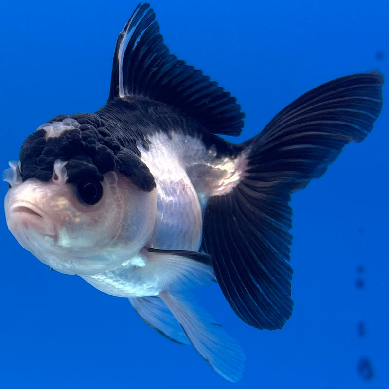Thai Oranda Panda 2.5” Body Female(CK-1290)R3B02