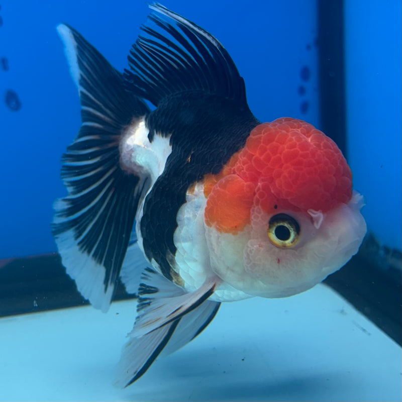Thai Oranda Tri-Color 3.5” Body Female(CK-915)R1BLUETUB4