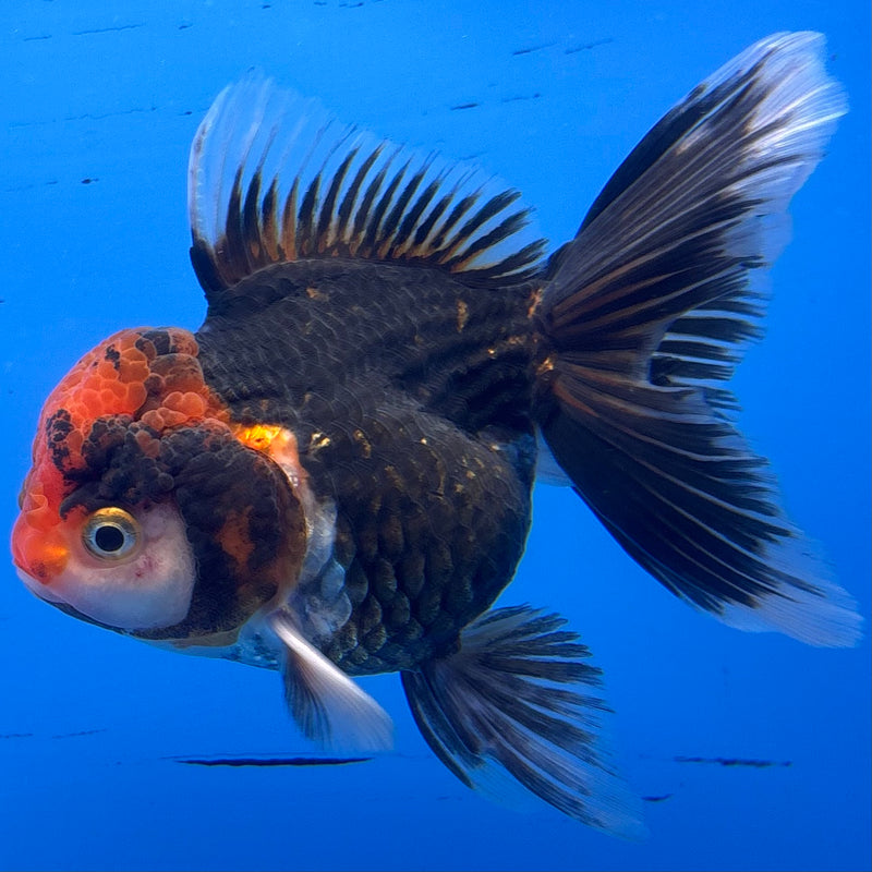 Thai Oranda Apache 3” Body Female(CK-957)R3B13