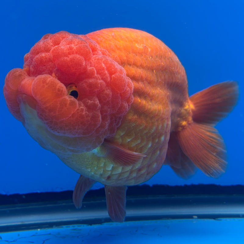 Thai Ranchu JUMBO Full Red 4.5” Body Female(CK-1319)SHOWTANK2