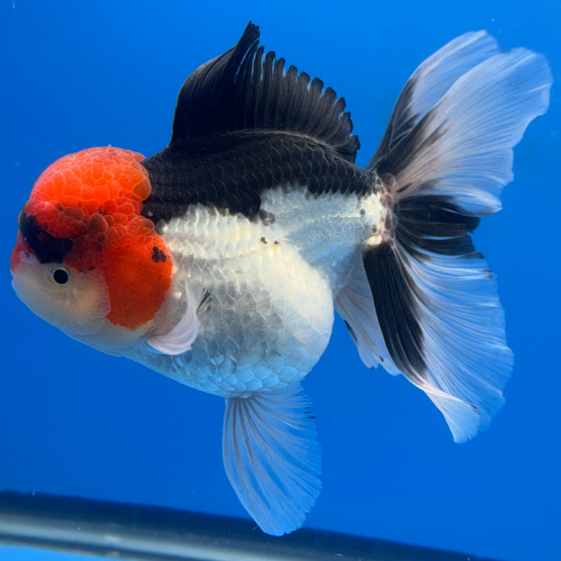 Thai Oranda Tri-Color 3.5” Body Female(CK-697)R1B07