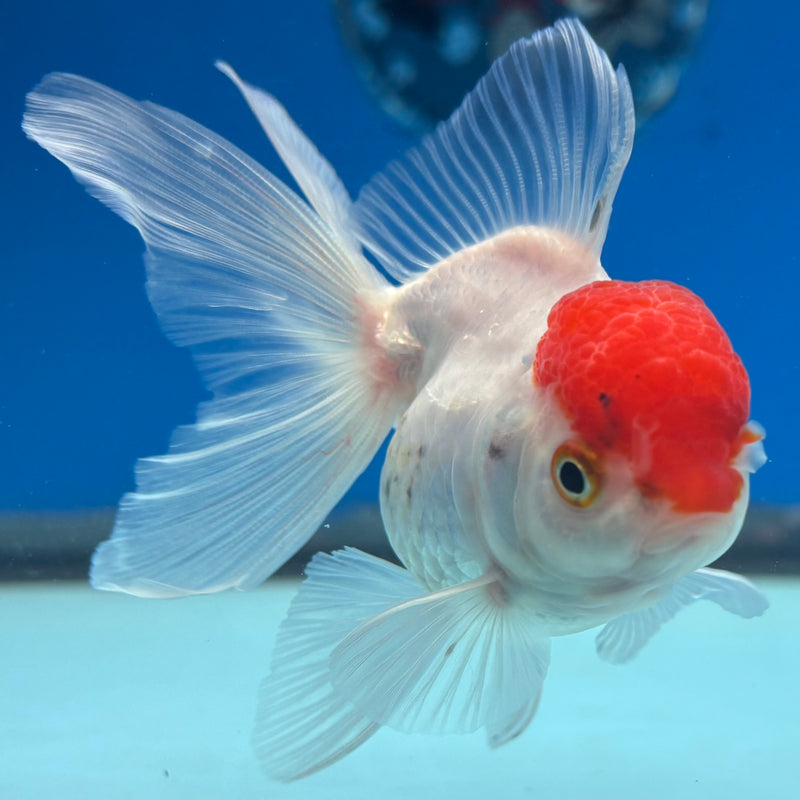Thai Oranda White Body Red Cap 2.5” Body Female(CK-1025)R3B11