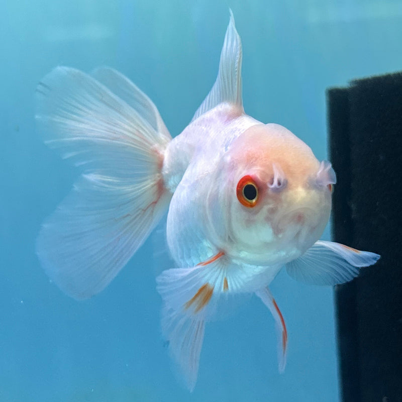 Thai White Oranda 2.5“ Body Female (JCD-145)R4B14