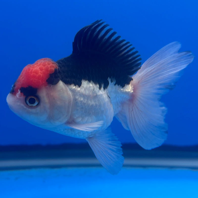 Thai Oranda Tri-Color 2.5” Body Male(CK-1252)R3B08
