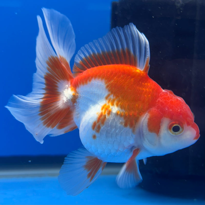Thai Oranda Red/White 2.5” Body Male(CK-998)R3B20