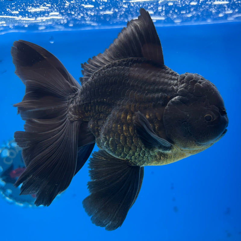 Thai Oranda JUMBO Full Black 4” Body Male(CK-1398)SHOWTANK2