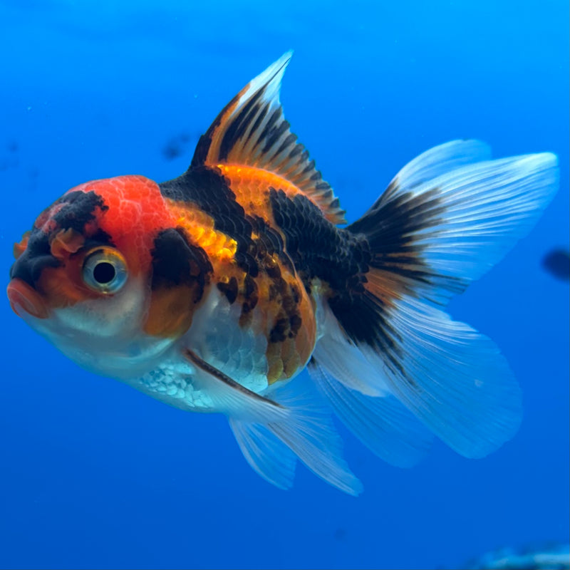 Thai Oranda Apache 2” Body Male(CK-1274)R3B05