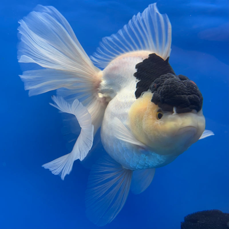 Thai Oranda AA JUMBO Panda 4” Body Female(AA-CK-1349)R1BLUETUB3