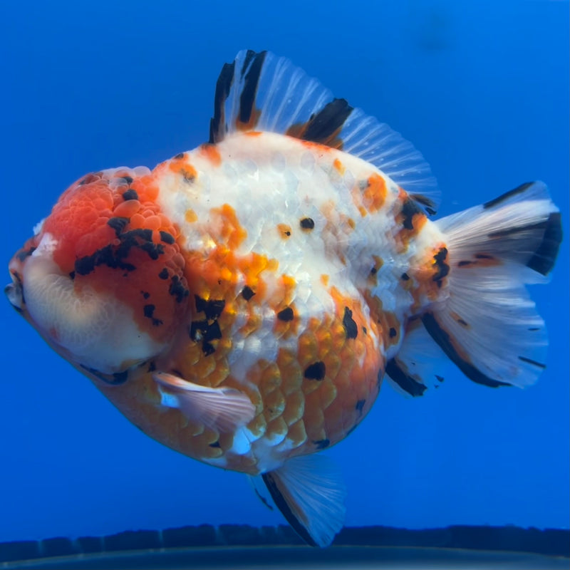 Thai Premium Jumbo Oranda Yuanbao Tri-Color Calico Tiger 4.5” Body Male(CK-761)R1BlueTub4