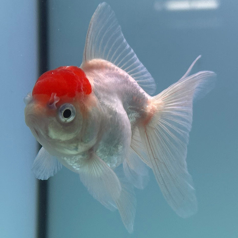 Thai Red-Cap Oranda 2“ Body Female (JCD-125) R4B07