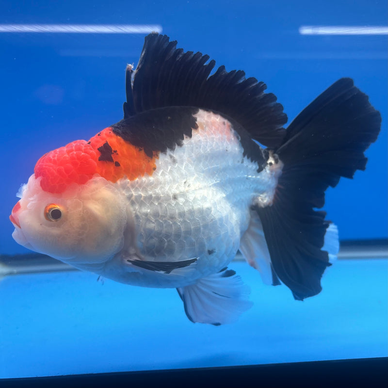 Thai Oranda JUMBO Tri-Color 4.5” Body Female(QGF-CK-1315)BLUETUB1
