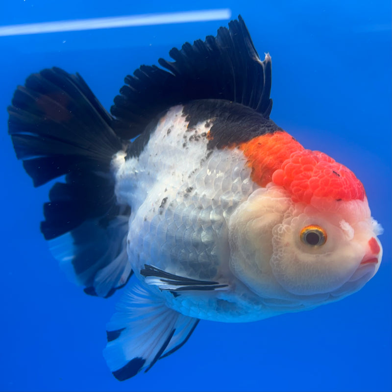 Thai Oranda JUMBO Tri-Color 4.5” Body Female(QGF-CK-1315)BLUETUB1